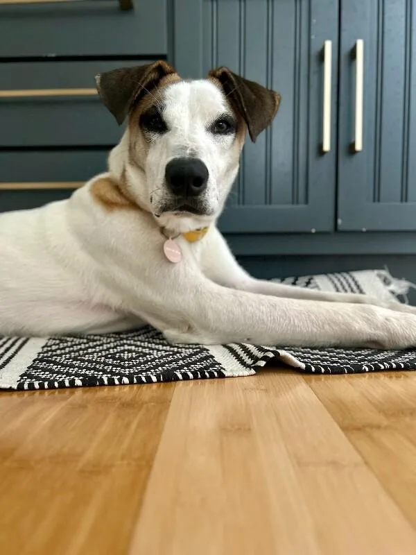 Atticus thumbnail 3