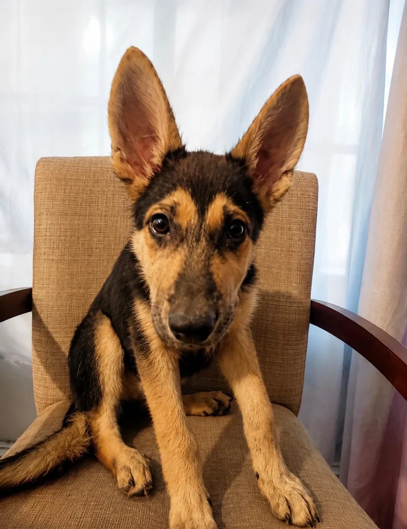 A baby large-sized female German Shepherd Dog dog named Azuka for adoption in Houston, TX