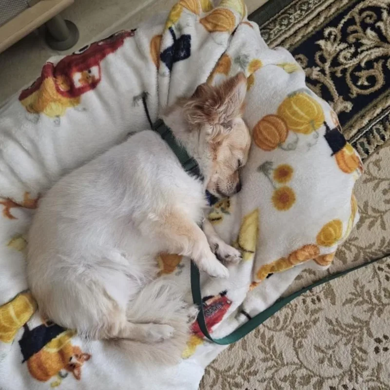 An adult small-sized male Chihuahua dog named Lucky for adoption in Orlando, FL
