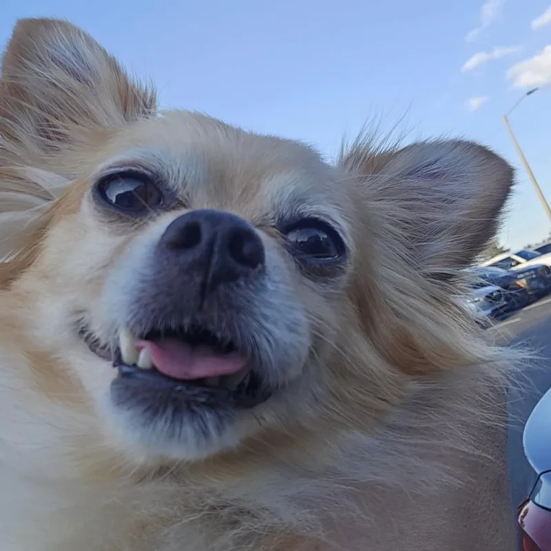 Lucky thumbnail 2