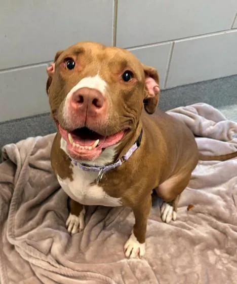An adult medium-sized female Pit Bull Terrier dog named Allegra for adoption in Leesburg, VA