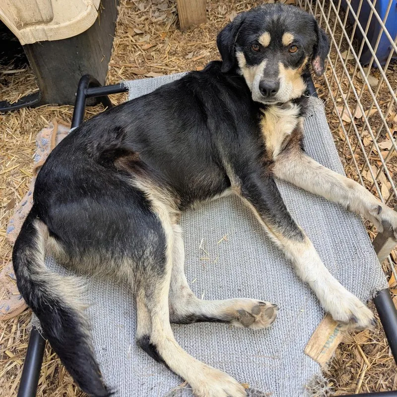 An adult medium-sized male Black Coonhound dog named Gordon for adoption in Boerne, TX