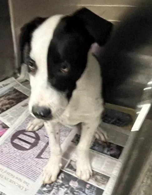 A young small-sized male Labrador Retriever dog named Drako for adoption in Van Nuys, CA
