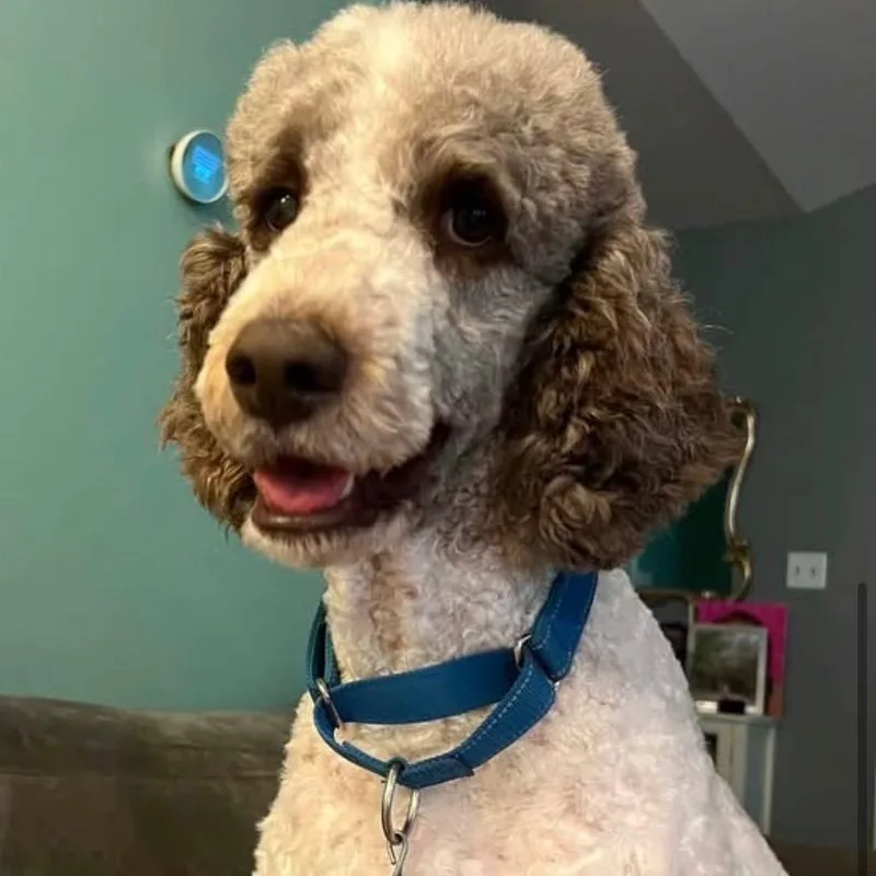 An adult medium-sized male White / Cream Poodle dog named Apollo for adoption in Wadena, MN