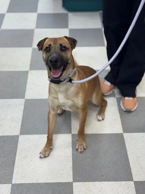 Ice Cream thumbnail 4