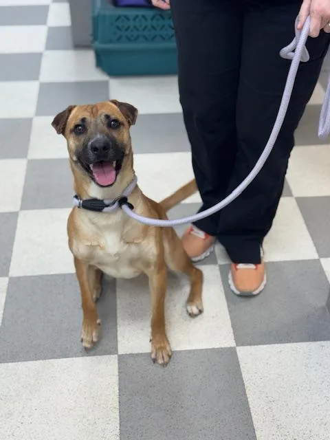 Ice Cream thumbnail 5