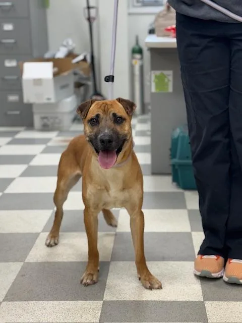 Ice Cream thumbnail 6