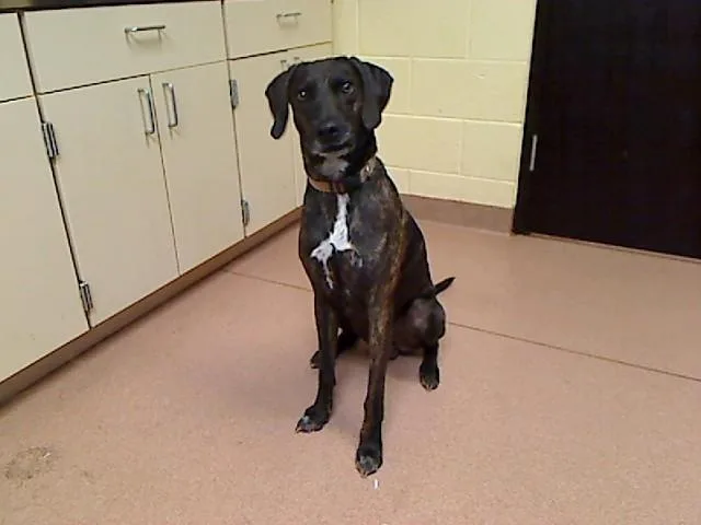 An adult large-sized male Plott Hound dog named Bruno for adoption in Cookeville, TN