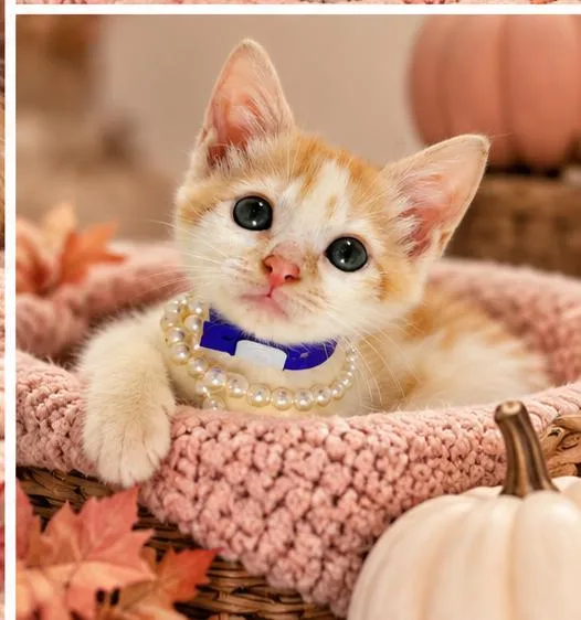 A baby small-sized female Turkish Van cat named Queenie for adoption in Tavares, FL