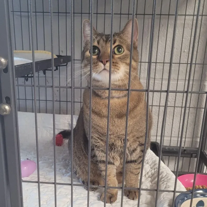 A senior large-sized male Brown / Chocolate Domestic Short Hair cat named Gunnerc for adoption in East Saint Louis, IL