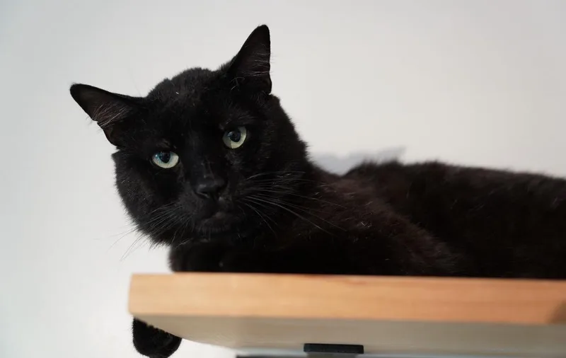 An adult medium-sized male Black Domestic Short Hair cat named Amadeus for adoption in Staten Island, NY