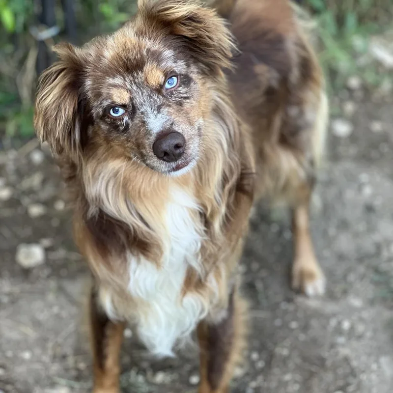 An adult medium-sized male Red / Chestnut / Orange Australian Shepherd dog named Calgary for adoption in Fredericksburg, TX