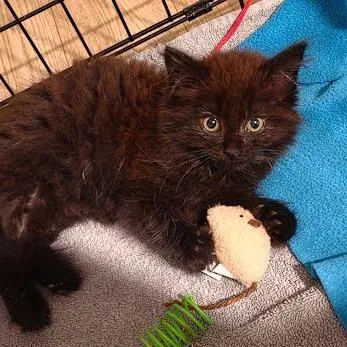 A baby small-sized female Black Domestic Long Hair cat named Esmeralda for adoption in Newport News, VA