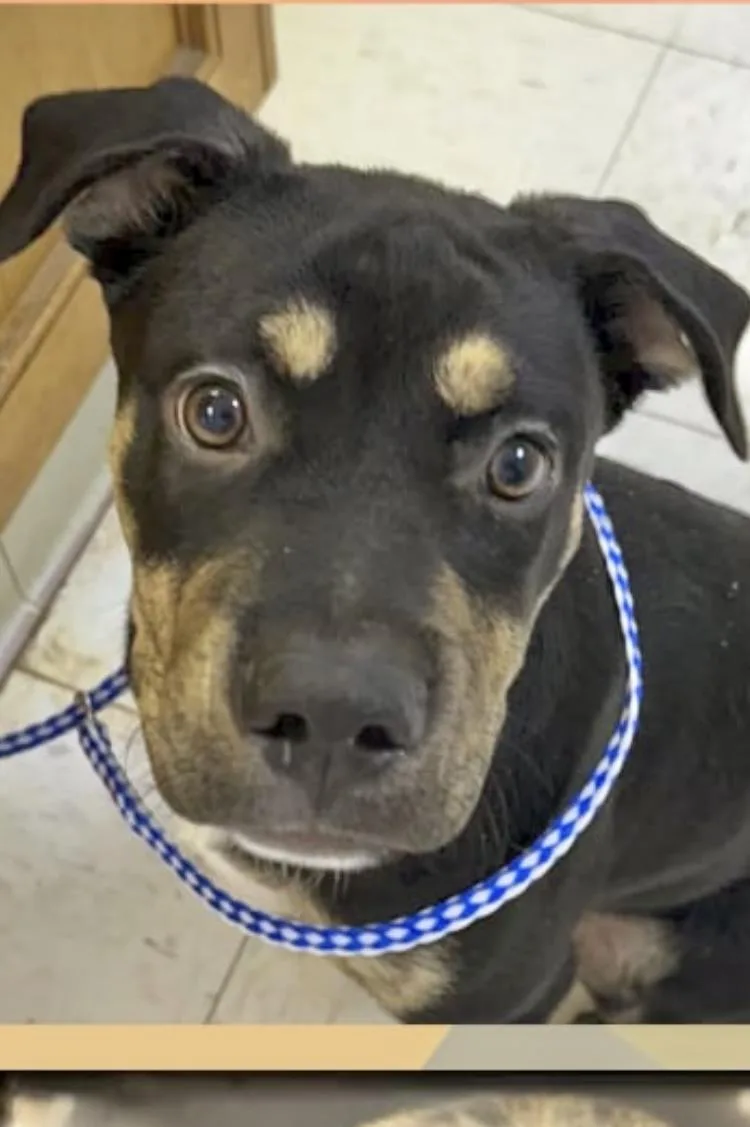 An adult medium-sized male Mixed Breed dog named Taz for adoption in Manchester, CT
