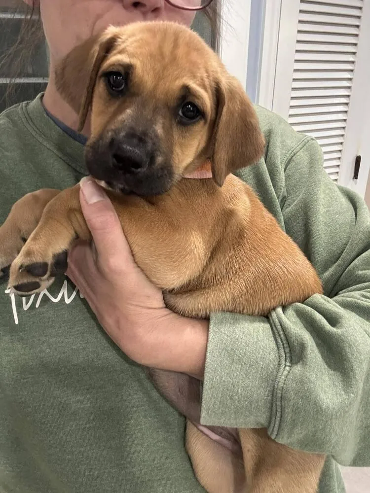 A baby large-sized female Labrador Retriever dog named Penny for adoption in Statesboro, GA