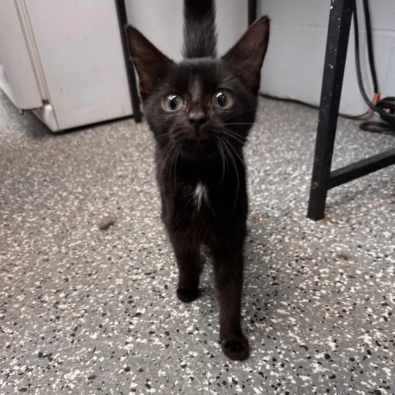 A baby small-sized female Black Domestic Short Hair cat named Khajit for adoption in Parkersburg, WV