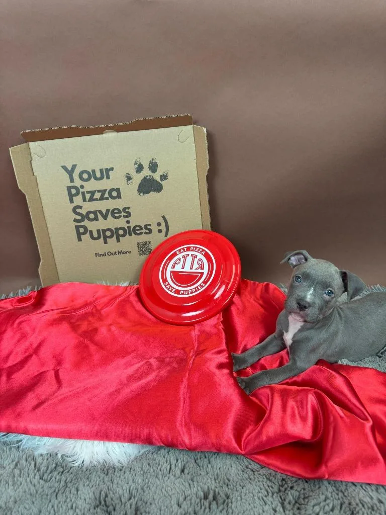 A baby medium-sized female Pit Bull Terrier dog named Margherita for adoption in Phoenix, AZ