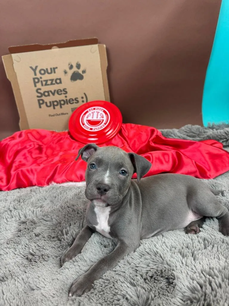 Margherita thumbnail 2