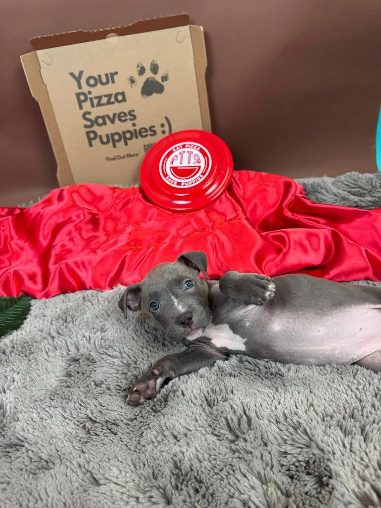 Margherita thumbnail 3