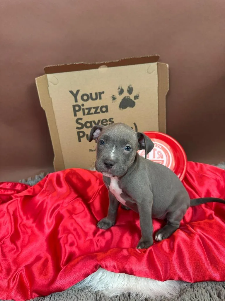 Margherita thumbnail 4