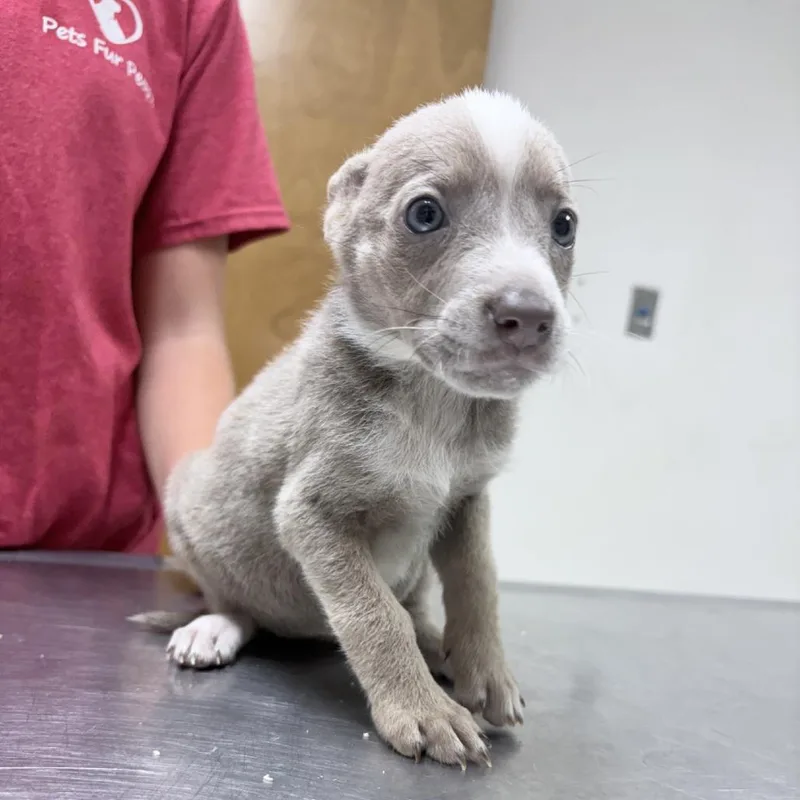 A baby small-sized female Cattle Dog dog named Mona for adoption in Tyler, TX