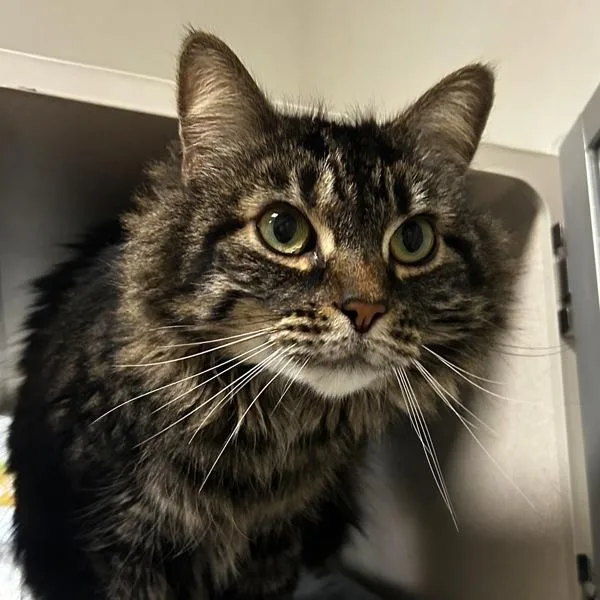 A senior medium-sized female Domestic Medium Hair cat named Stephie for adoption in Dublin, CA