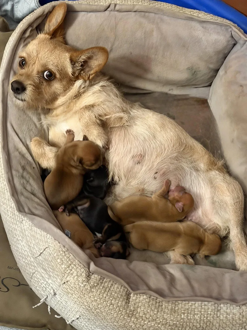 A baby small-sized female Terrier dog named Tilia for adoption in Capistrano Beach, CA