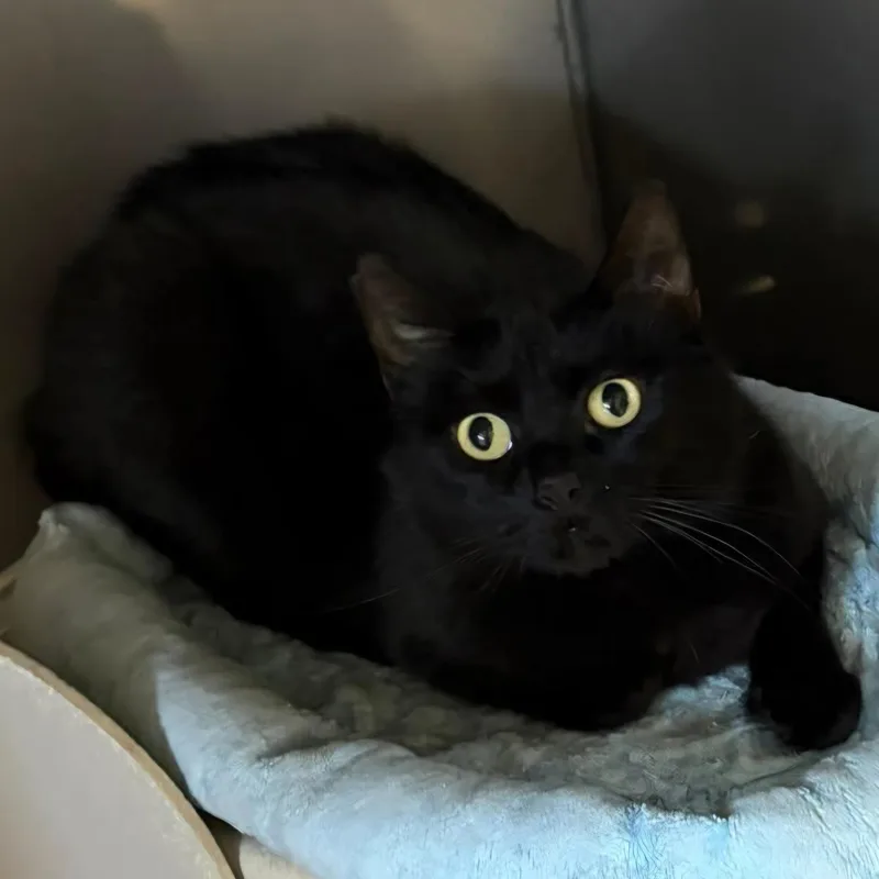 Nyx