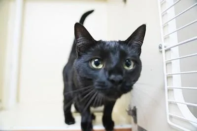 An adult medium-sized male Domestic Short Hair cat named Jinx for adoption in Portland, OR