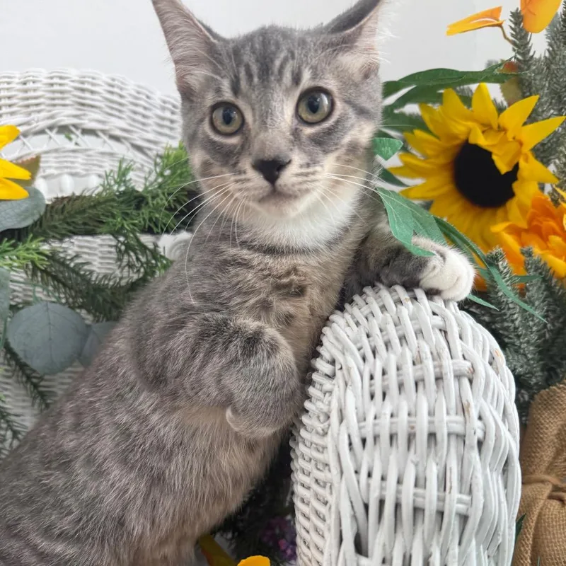 A baby small-sized female Gray / Blue / Silver Domestic Short Hair cat named Wolfy Limon for adoption in Eaton Rapids, MI