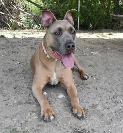 An adult large-sized male Apricot / Beige Black Mouth Cur dog named Doodle Dew for adoption in Inverness, FL