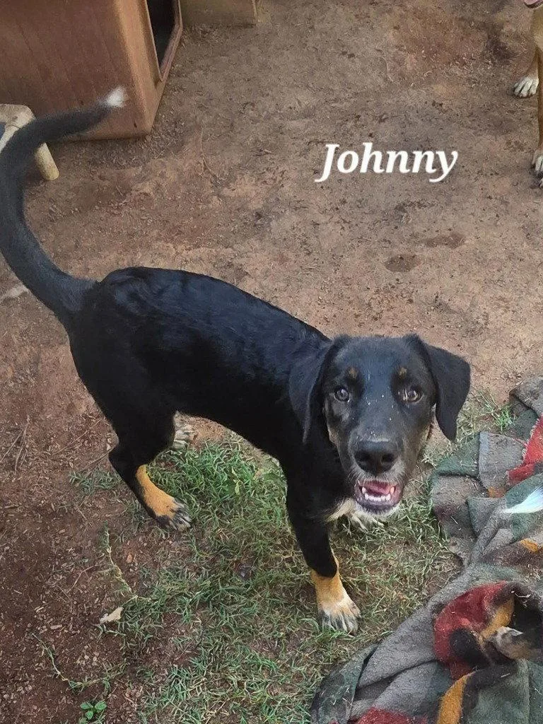 A baby large-sized male Shepherd dog named Johnny for adoption in Bloomfield, CT