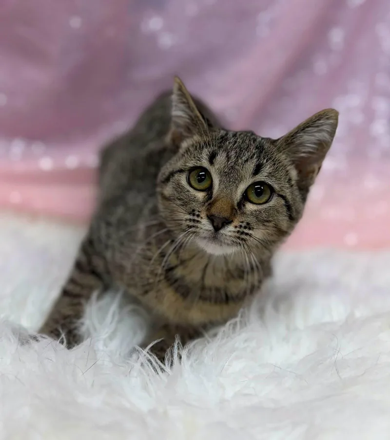 A young medium-sized female Domestic Short Hair cat named Chameleon for adoption in Clarkesville, GA