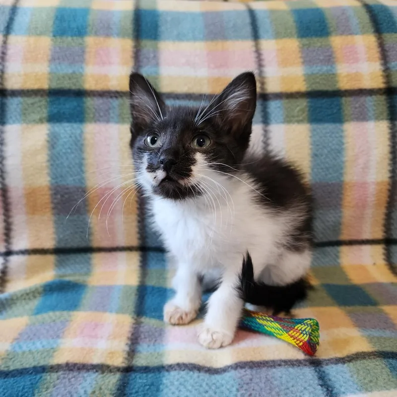 A baby medium-sized male Black & White / Tuxedo Domestic Short Hair cat named Elmer for adoption in Graham, WA