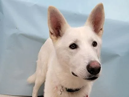 An adult large-sized male White German Shepherd dog named Krypto for adoption in Coon Rapids, MN