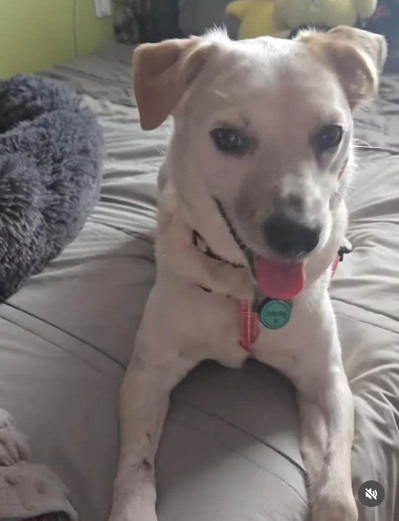An adult medium-sized female Yellow / Tan / Blond / Fawn Cattle Dog dog named Daisy for adoption in Fort Lauderdale, FL