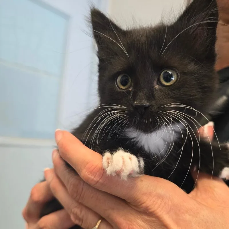 A baby small-sized female Black Domestic Long Hair cat named Panda for adoption in Fort Bragg, CA