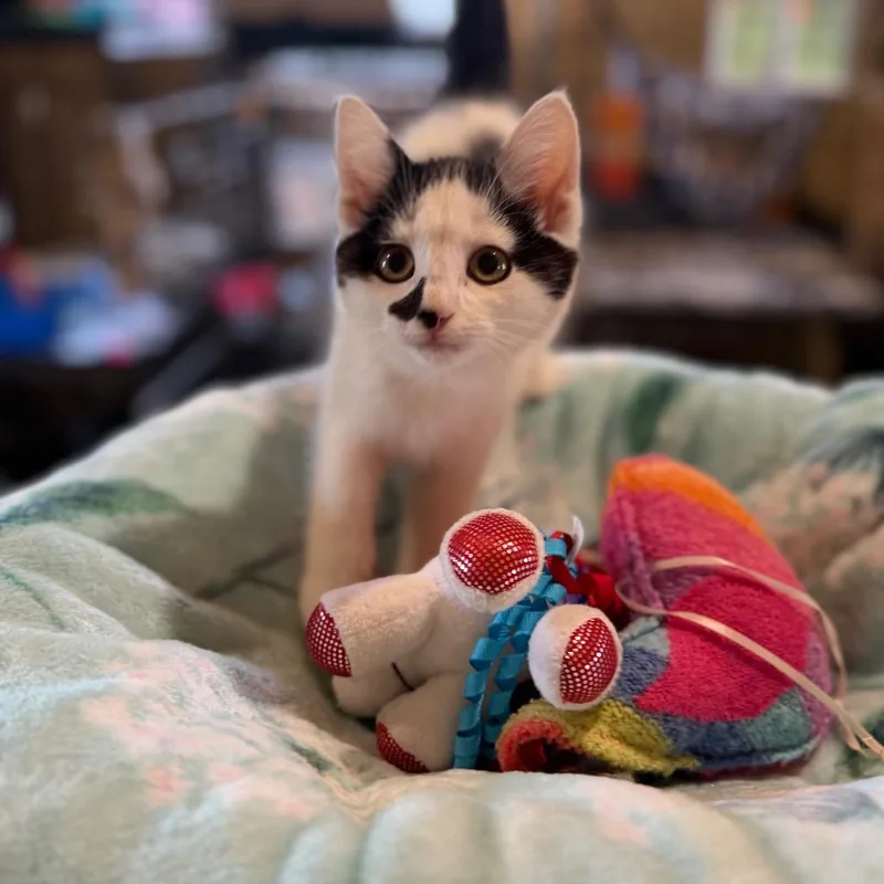 A baby small-sized female White Domestic Short Hair cat named Chamomile for adoption in Park Falls, WI