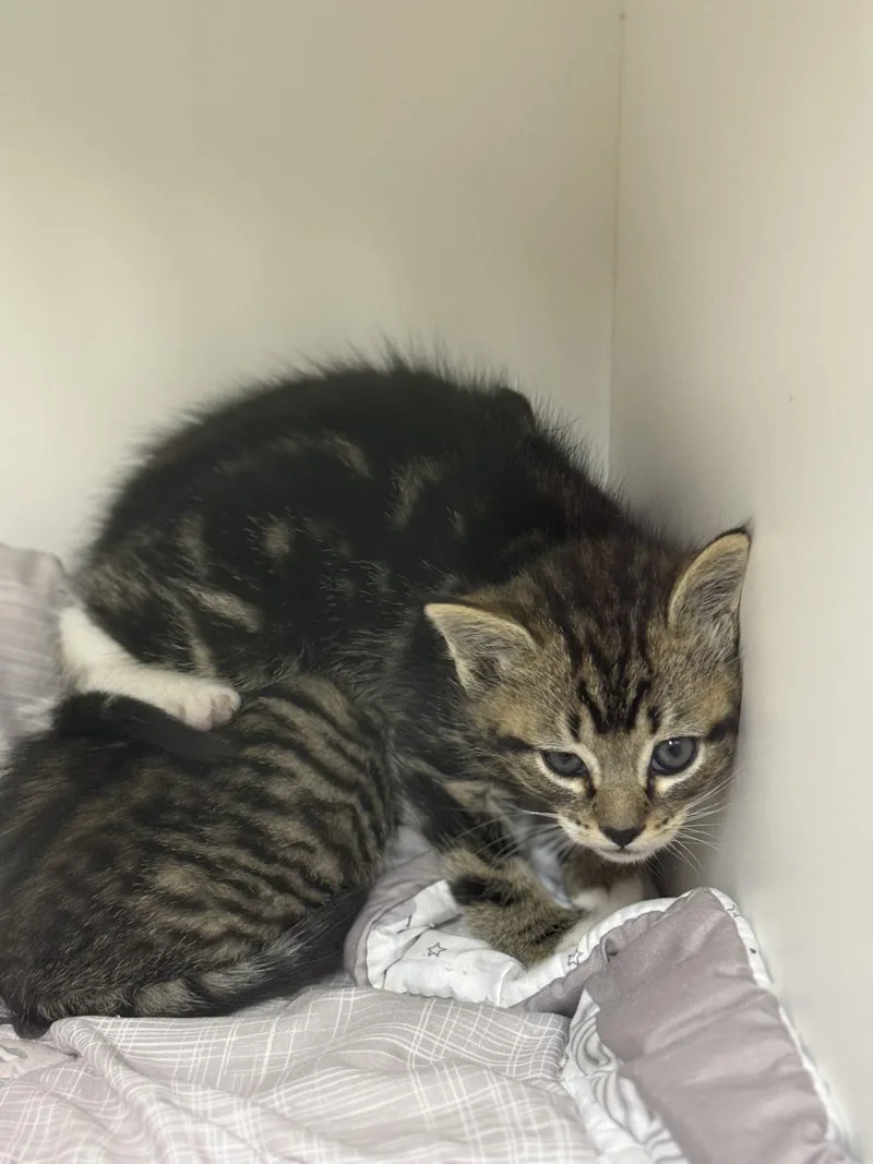 A baby small-sized female Tabby (Brown / Chocolate) Domestic Short Hair cat named Nugget for adoption in Dillon, MT
