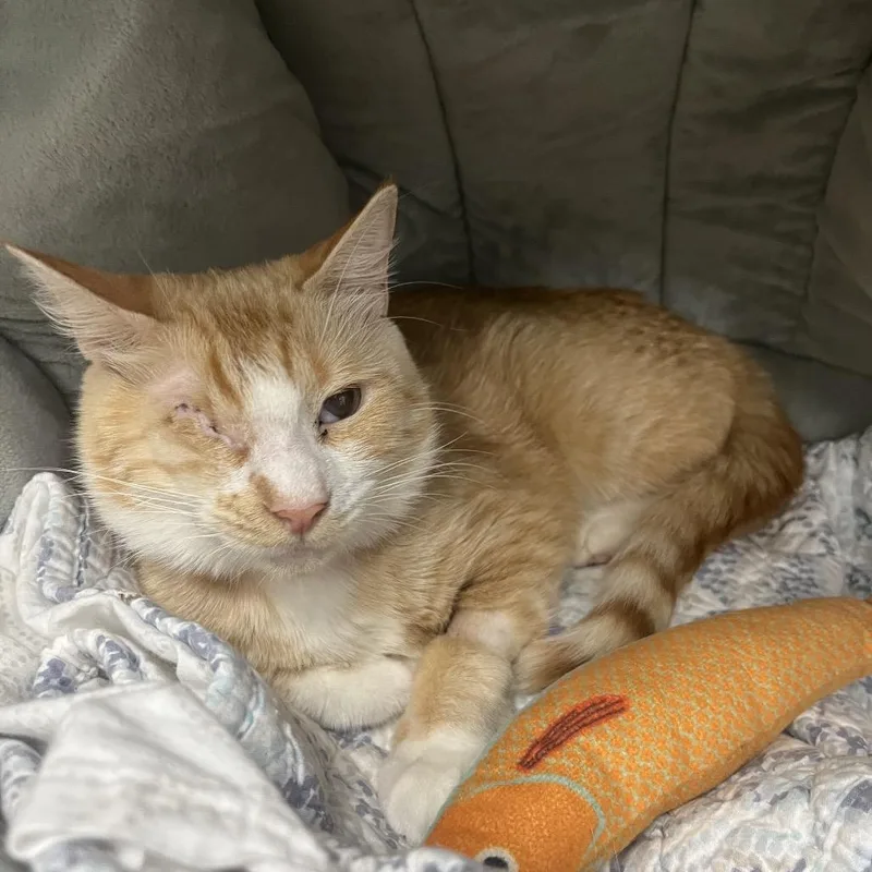 A young medium-sized female Orange / Red Domestic Short Hair cat named Ellie for adoption in Lakeland, FL