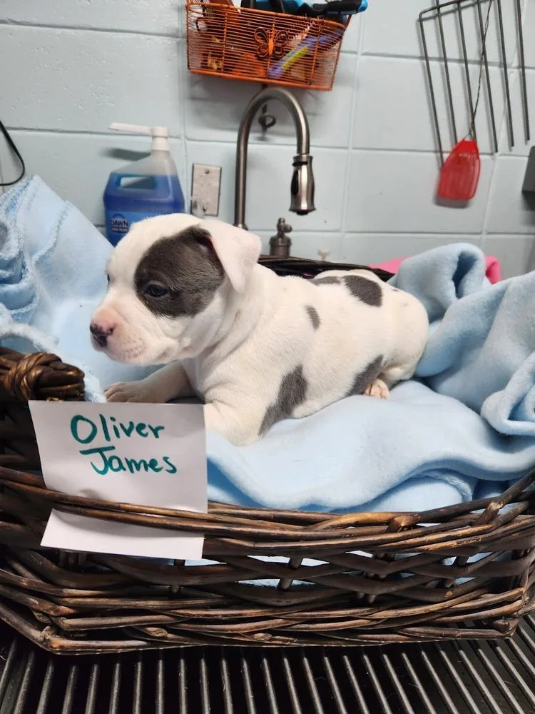 Oliver James A thumbnail 2