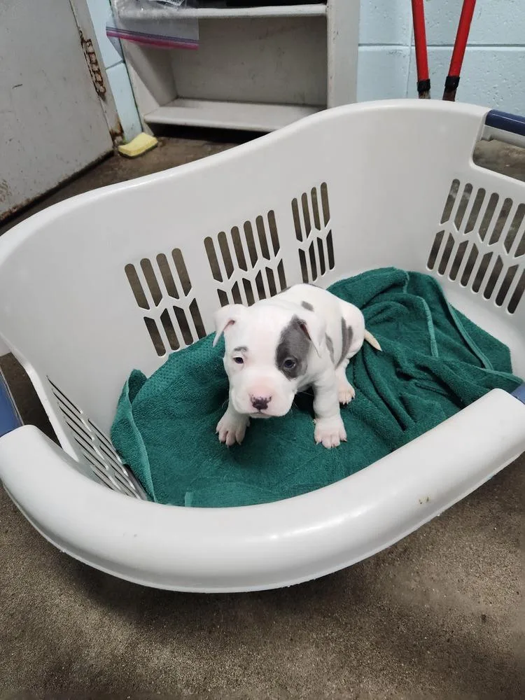 Oliver James A thumbnail 3