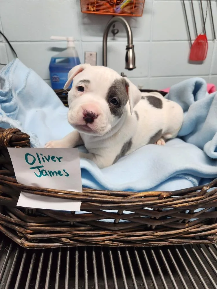 Oliver James A thumbnail 4