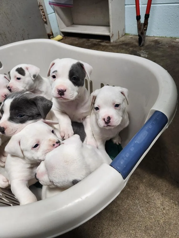 Oliver James A thumbnail 6