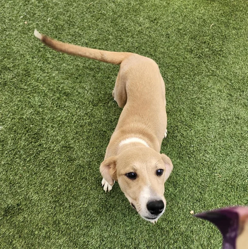 A baby medium-sized female Labrador Retriever dog named Gillian for adoption in Hopkinsville, KY