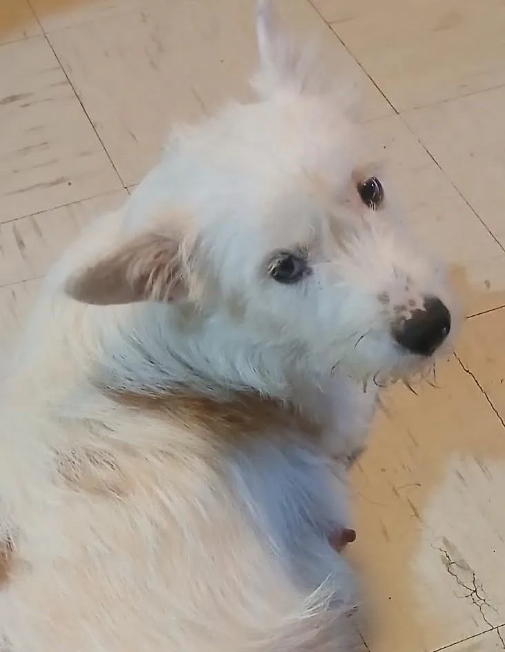 A baby medium-sized male White / Cream American Eskimo Dog dog named Romeo for adoption in Saint Paul, MN