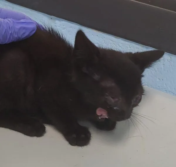 A baby small-sized male Domestic Short Hair cat named Pen  Bruno for adoption in Lawrenceville, GA