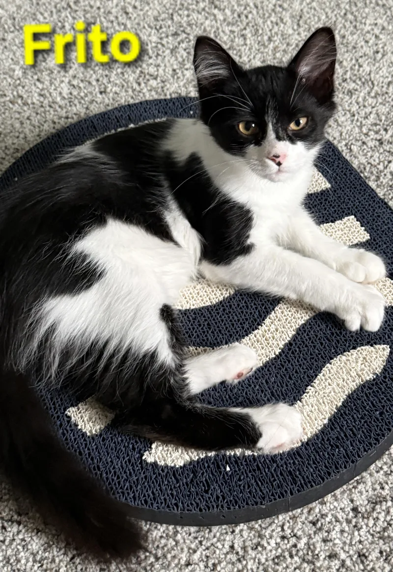 A baby small-sized female Black & White / Tuxedo Domestic Medium Hair cat named Frito for adoption in Brighton, MI