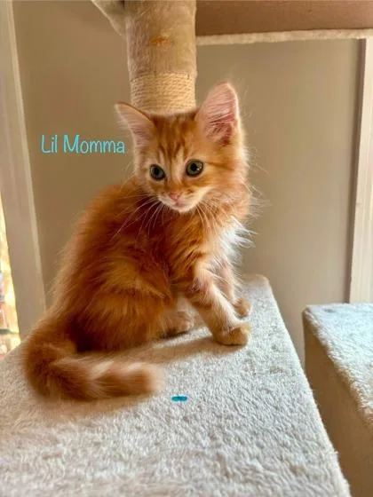 A young small-sized female Domestic Medium Hair cat named B Lil Momma for adoption in North Charleston, SC
