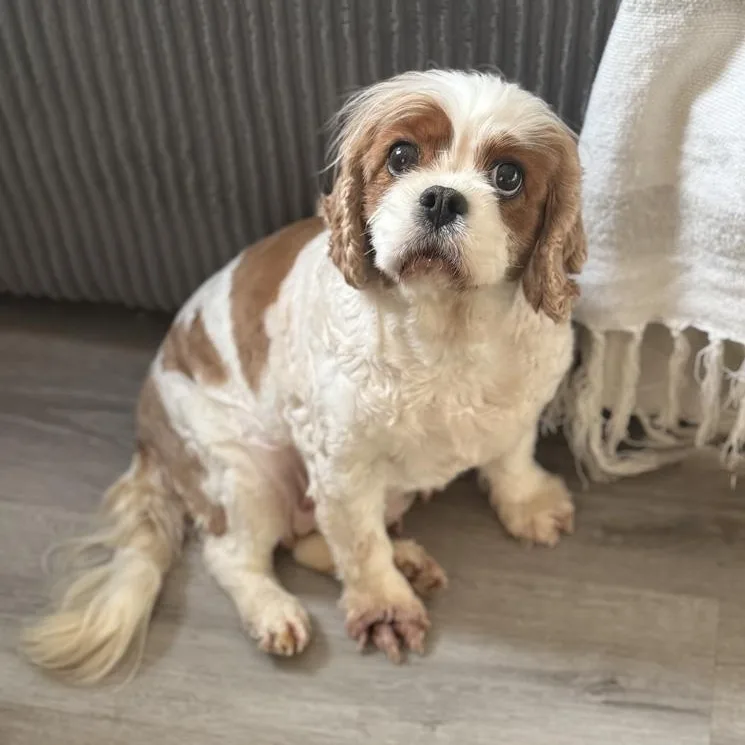 An adult small-sized female Cavalier King Charles Spaniel dog named Candi for adoption in Toledo, OH